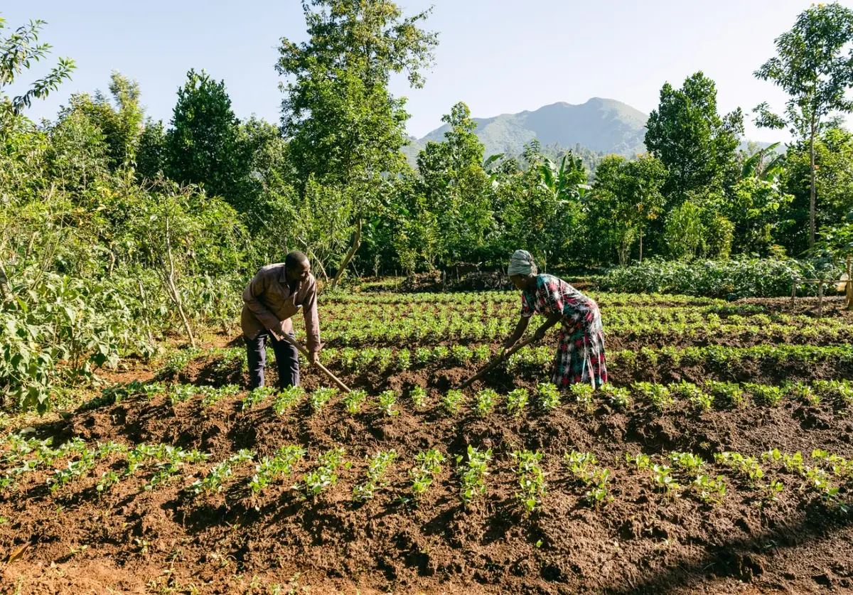 Farmers planting rows of seedlings with hills in the background