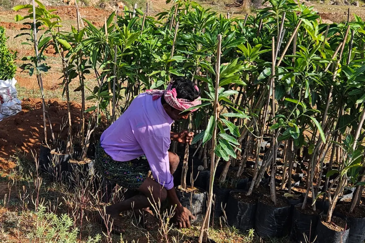A farmer tending rows of mango saplings in nursery bags