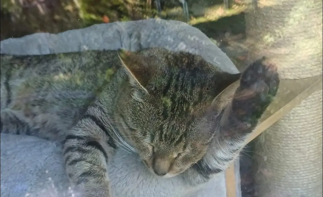 Pisică dormind la fereastră, cu vedere spre curte